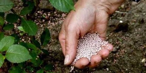 Prihrana maline u avgustu i jesen nakon rezidbe